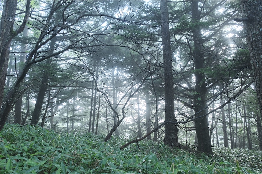 f:id:niwacamp:20200804084128j:image
