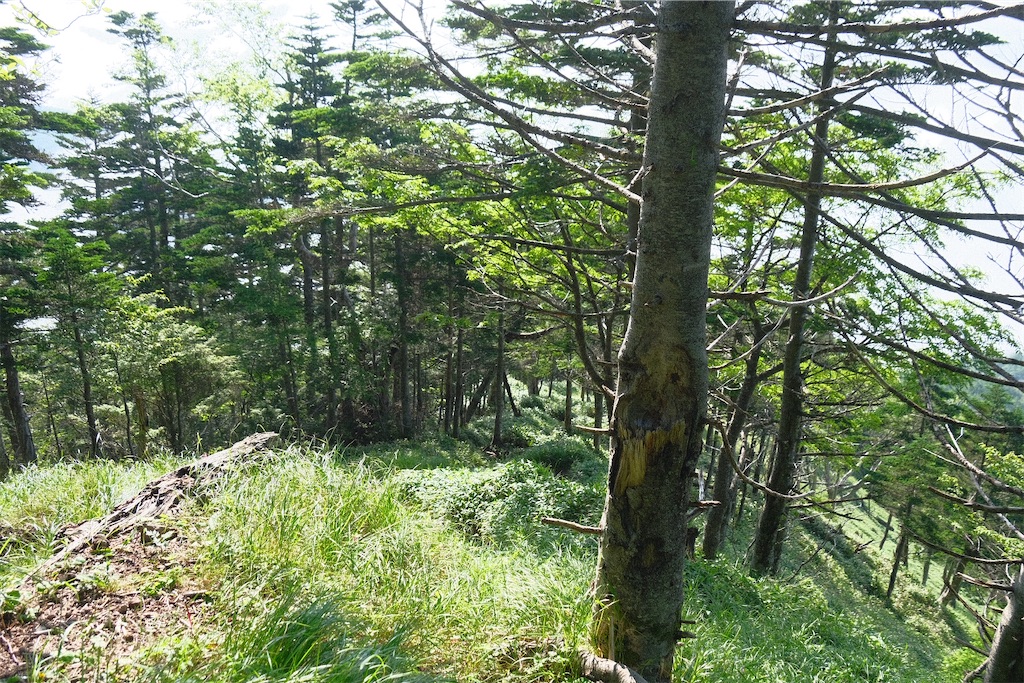 f:id:niwacamp:20200804090158j:image