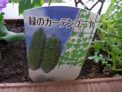 名札:緑のゴーヤ