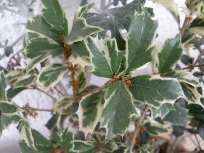 20101219柊花後
