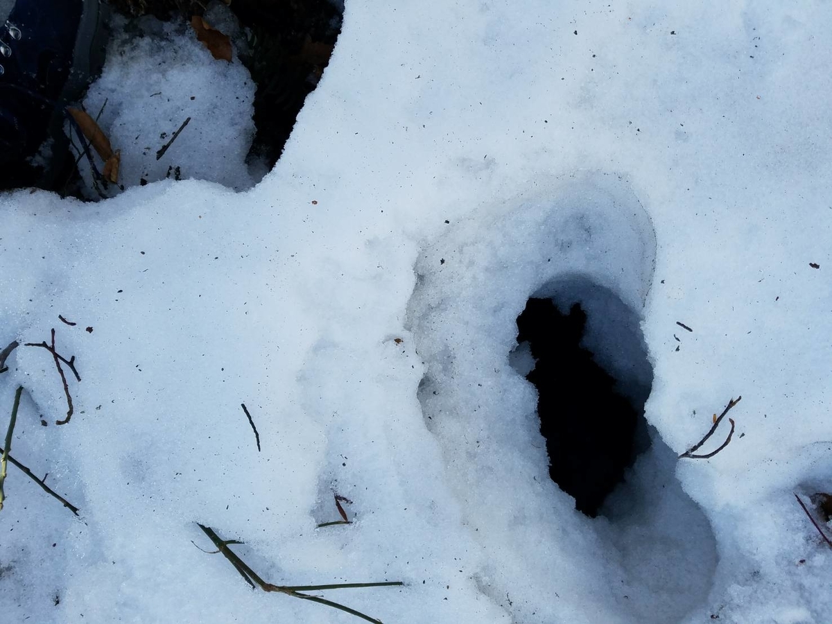 f:id:niwaka-man:20191118135756j:plain