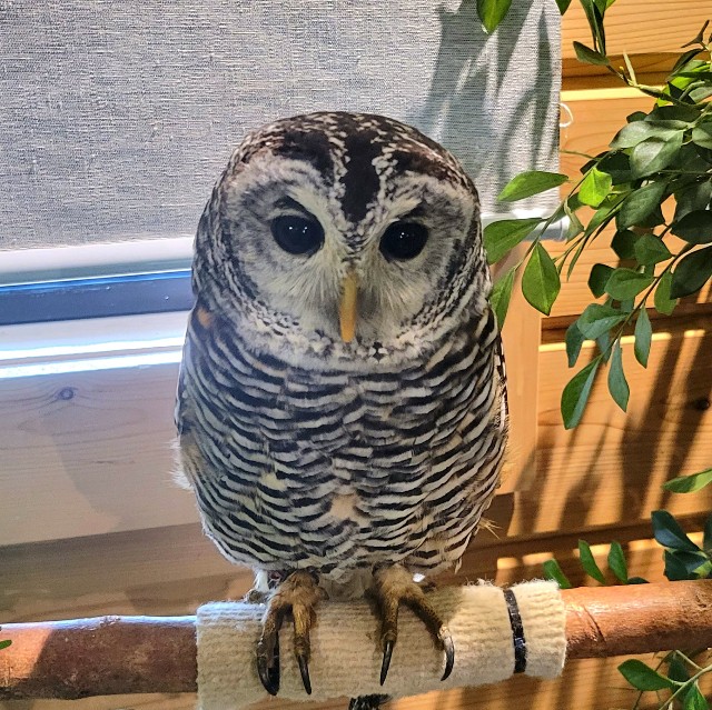 三島スカイウォーク】空とフクロウと食べ歩き！ - にわかば雑記