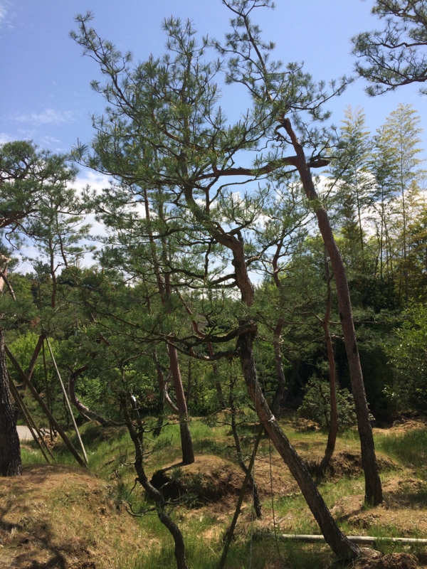 山採り アカマツ （山採り アカマツ （Bonsai diary ♯155「枝の