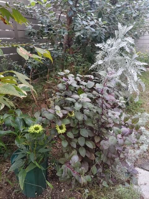 f:id:niwaniwaniwaniwatorigairu:20240928105516j:image