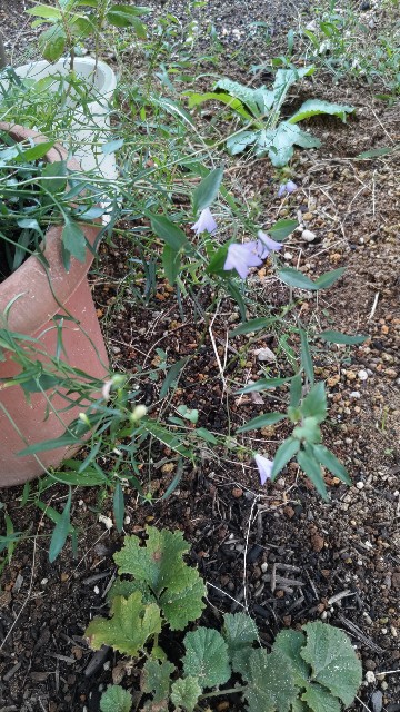 f:id:niwaniwaniwaniwatorigairu:20251012112820j:image f:id:niwaniwaniwaniwatorigairu:20251012112820j:image