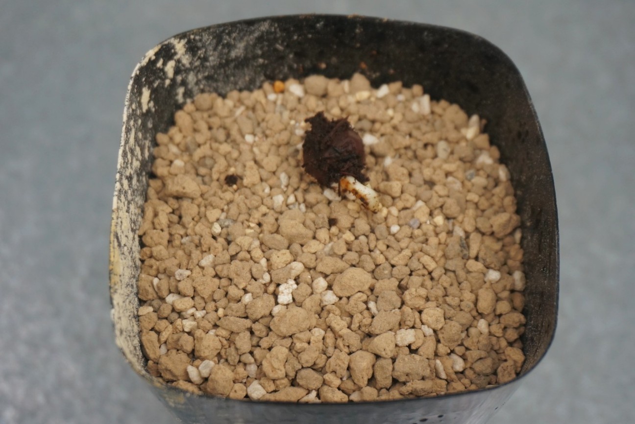 ブラヘアアルマータが枯れました。。。 - にわのこと