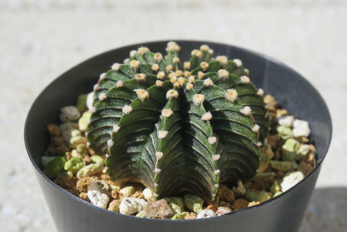 個性的でカッコいい サボテン17選 にわのこと