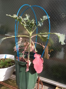 f:id:niwazou:20150128160915j:image:left:w190
