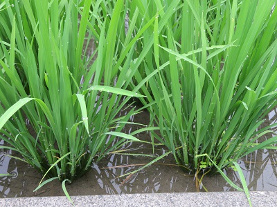 f:id:niyodo2370:20200628195609j:plain