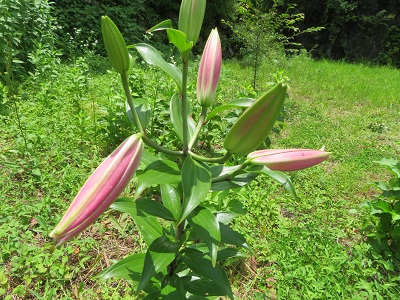 f:id:niyodo2370:20200628195736j:plain