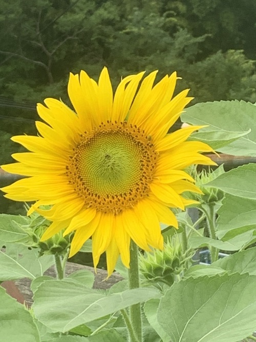 友からの ひまわり ラインで届く なおさんの古里日記 2