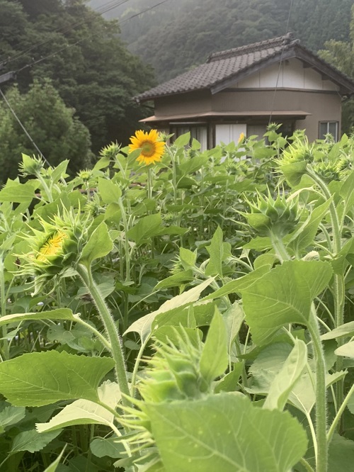 友からの ひまわり ラインで届く なおさんの古里日記 2