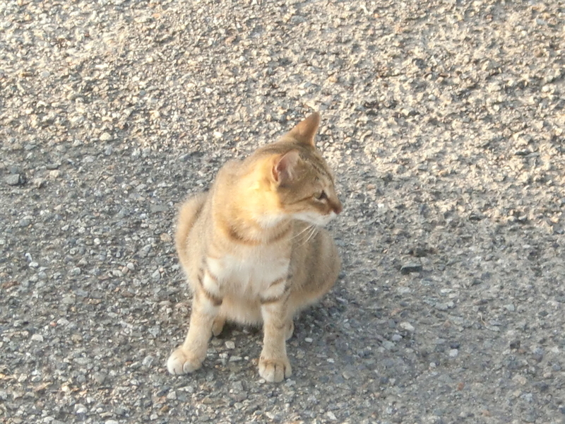 イメージ 5