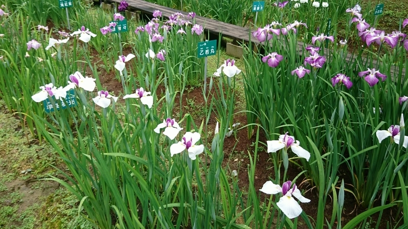 イメージ 7