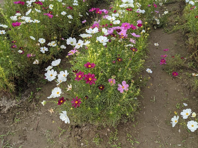 f:id:nizansa:20201004180132j:image