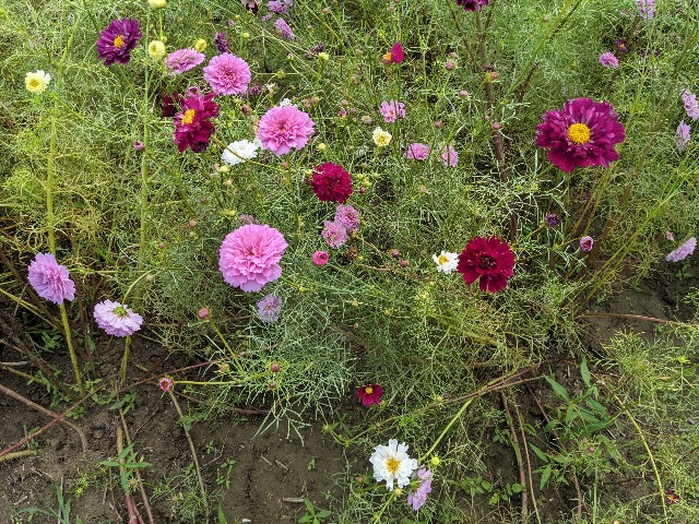 f:id:nizansa:20201004180209j:image