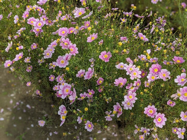 f:id:nizansa:20201004180221j:image