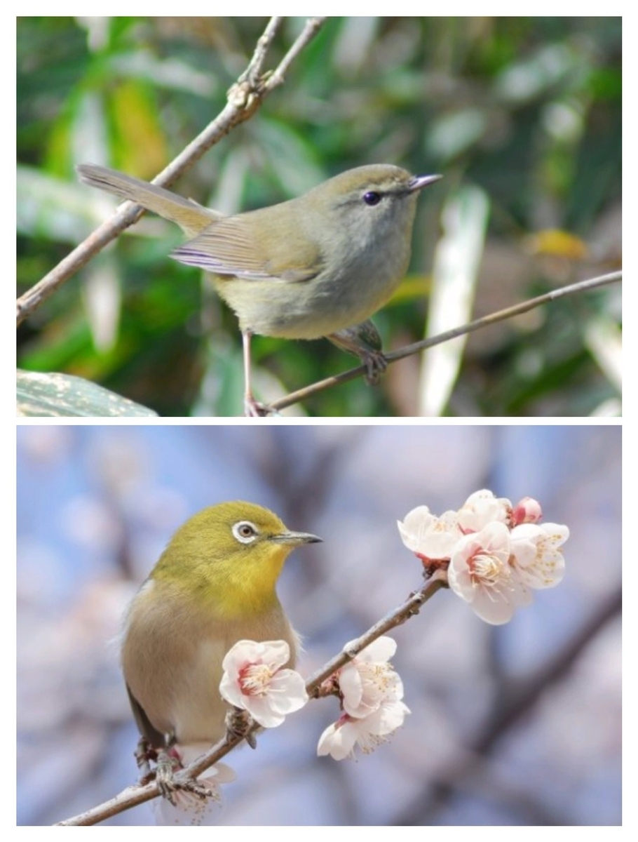 春の訪れを告げるウグイスとメジロ - 毎日がキラキラ☆虹色 Daialy