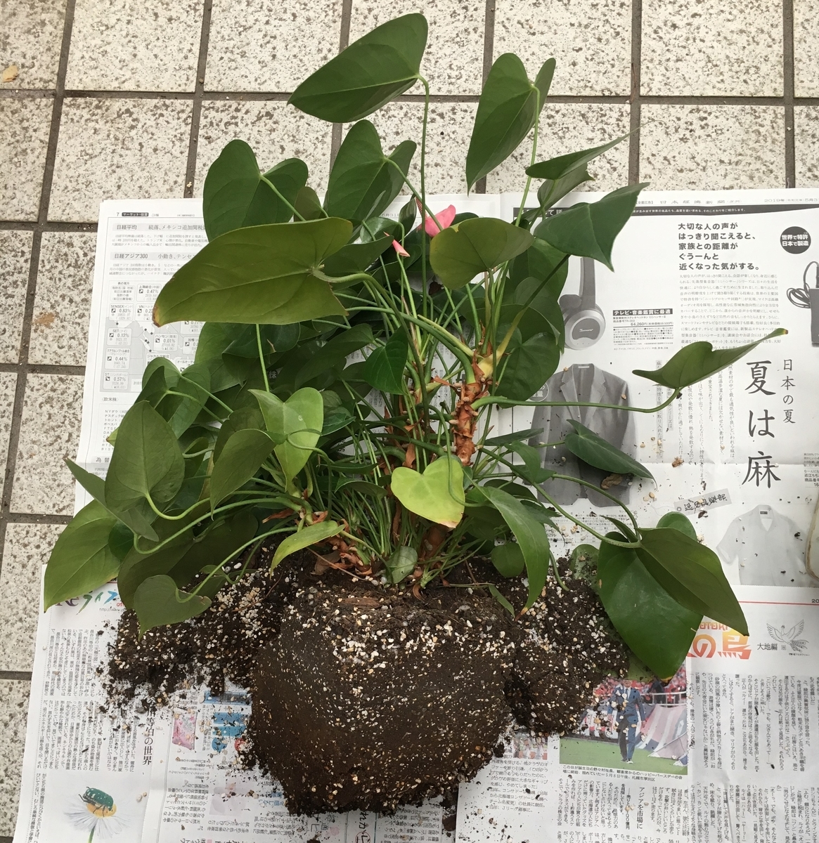 アンスリウムの植え替え にじいろ黒板通信