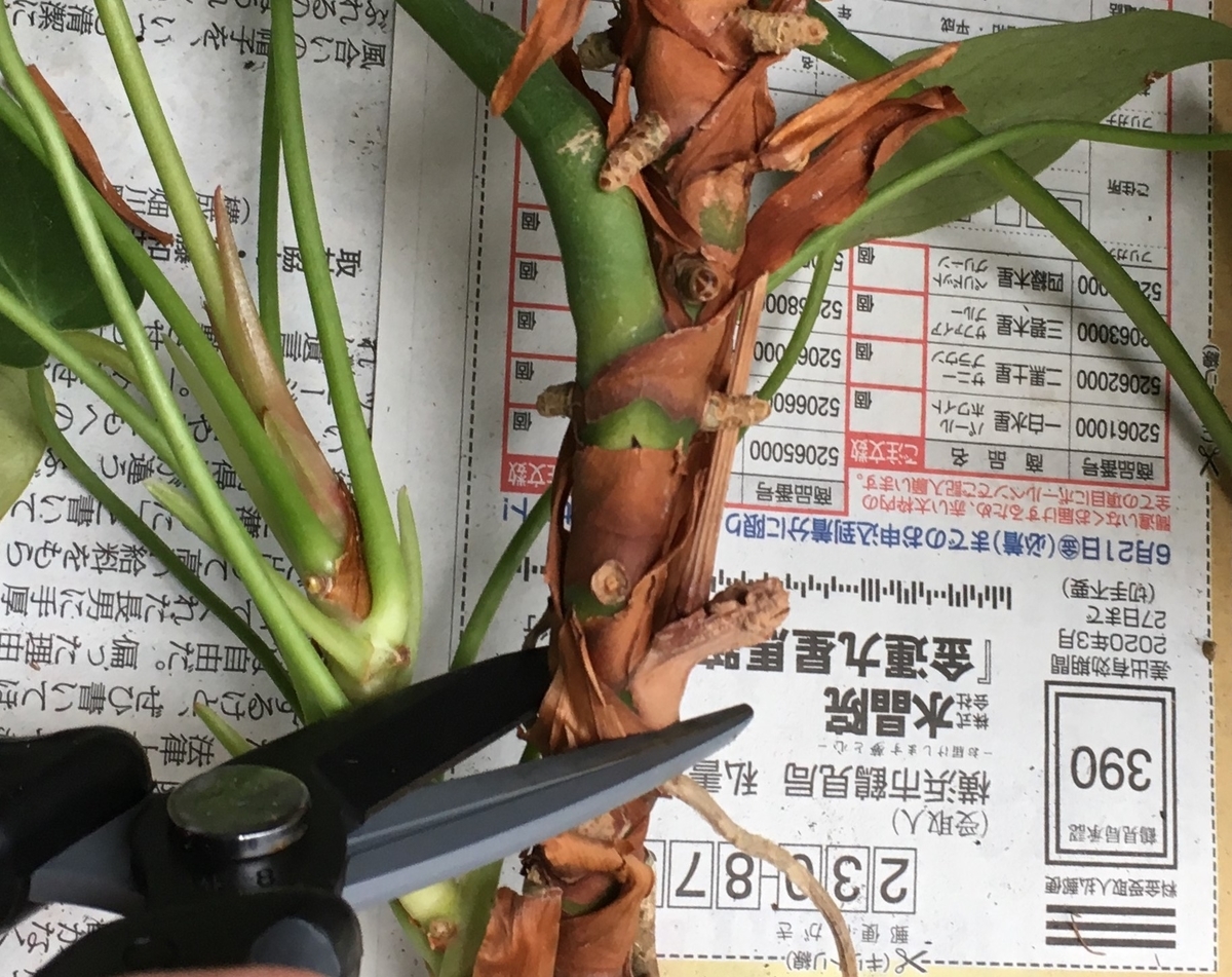 アンスリウムの植え替え にじいろ黒板通信 アンスリウムの植え替え にじいろ黒板通信