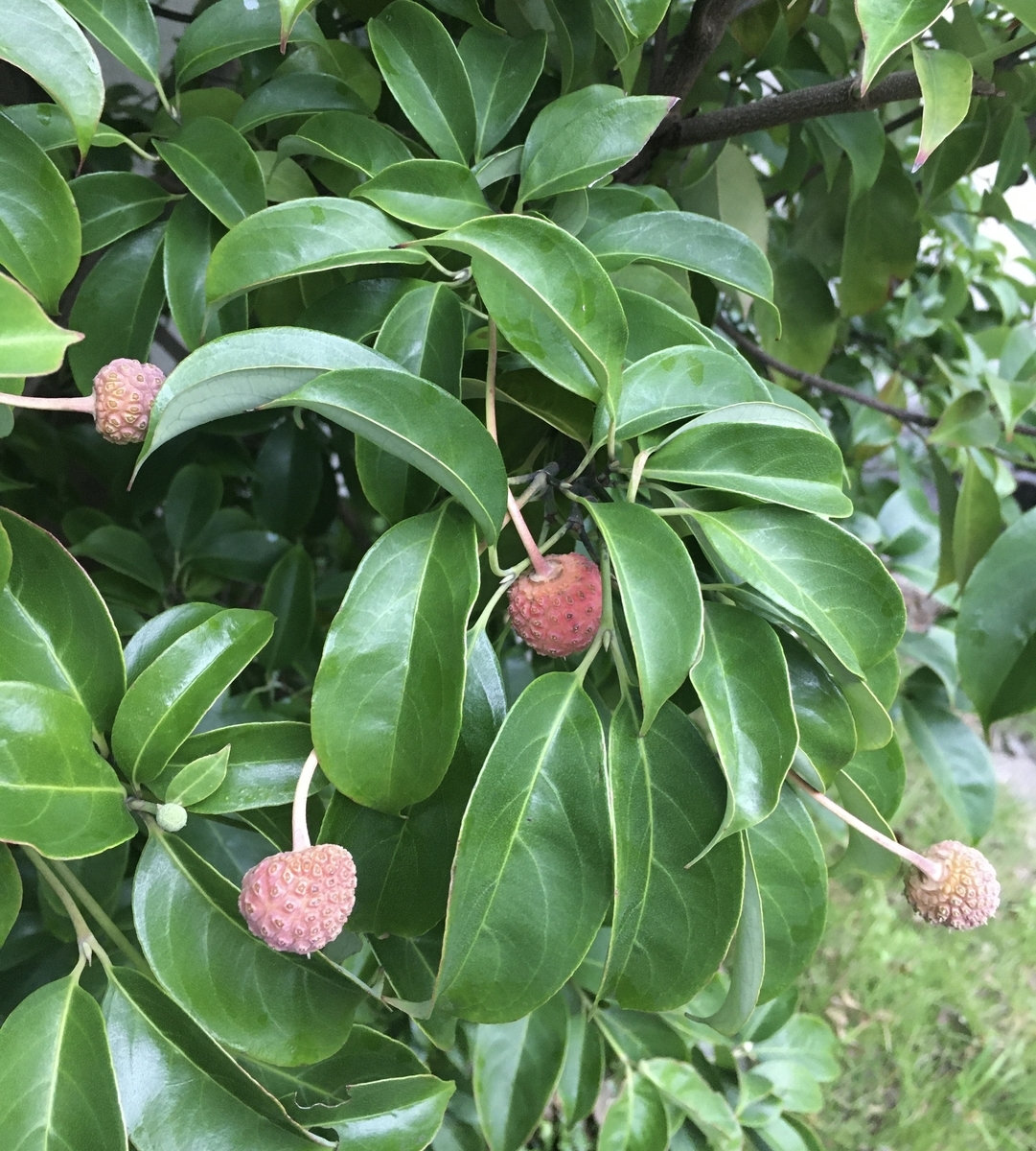 f:id:niziirokokuban:20191015173812j:plain f:id:niziirokokuban:20191015173812j:plain