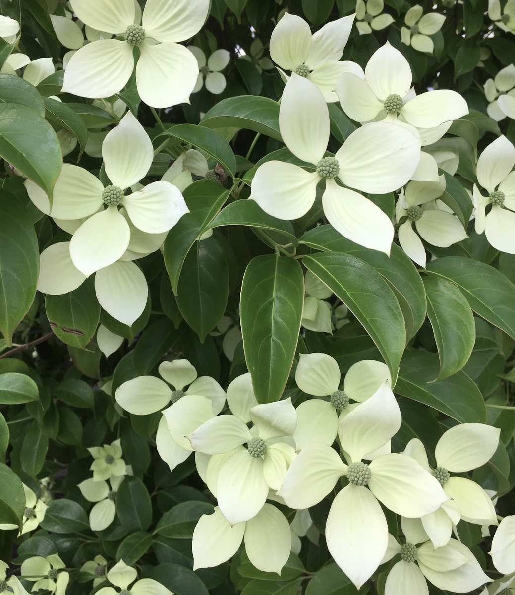 f:id:niziirokokuban:20191015175532j:plain f:id:niziirokokuban:20191015175532j:plain