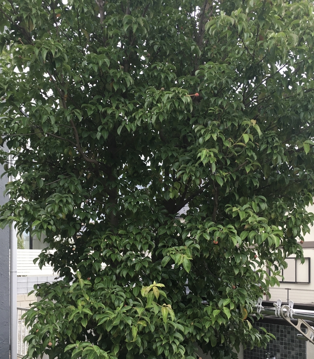 f:id:niziirokokuban:20191015175608j:plain f:id:niziirokokuban:20191015175608j:plain