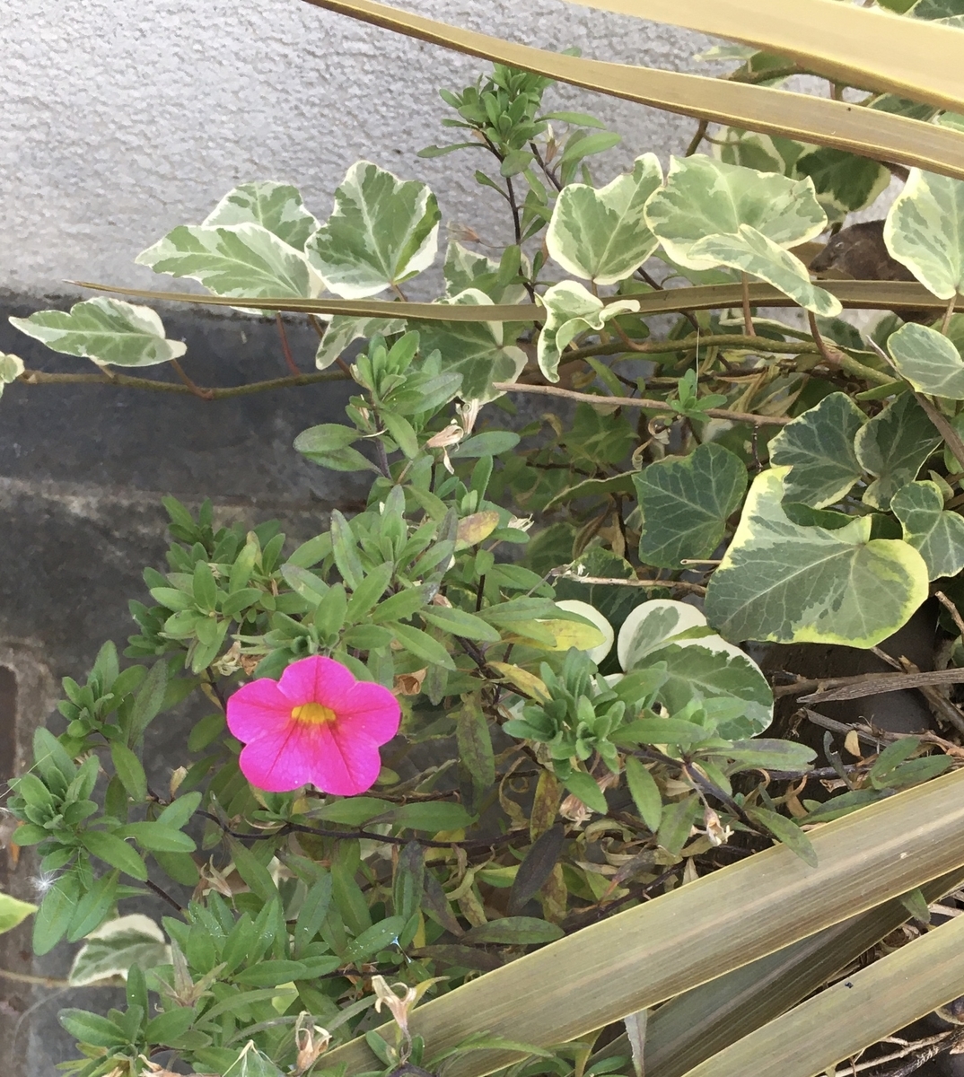 f:id:niziirokokuban:20191110164749j:plain f:id:niziirokokuban:20191110164749j:plain