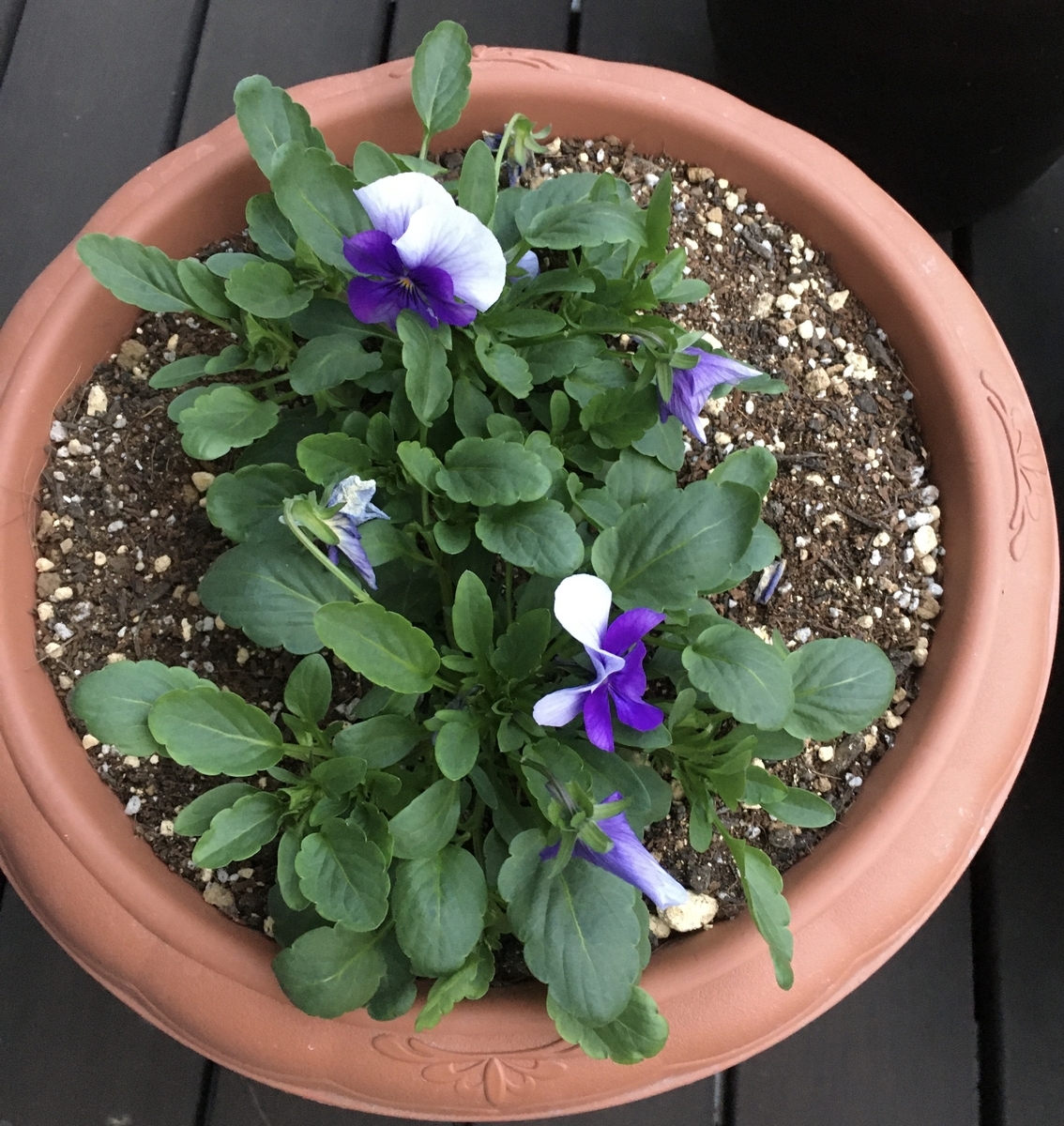 f:id:niziirokokuban:20191207162947j:plain f:id:niziirokokuban:20191207162947j:plain