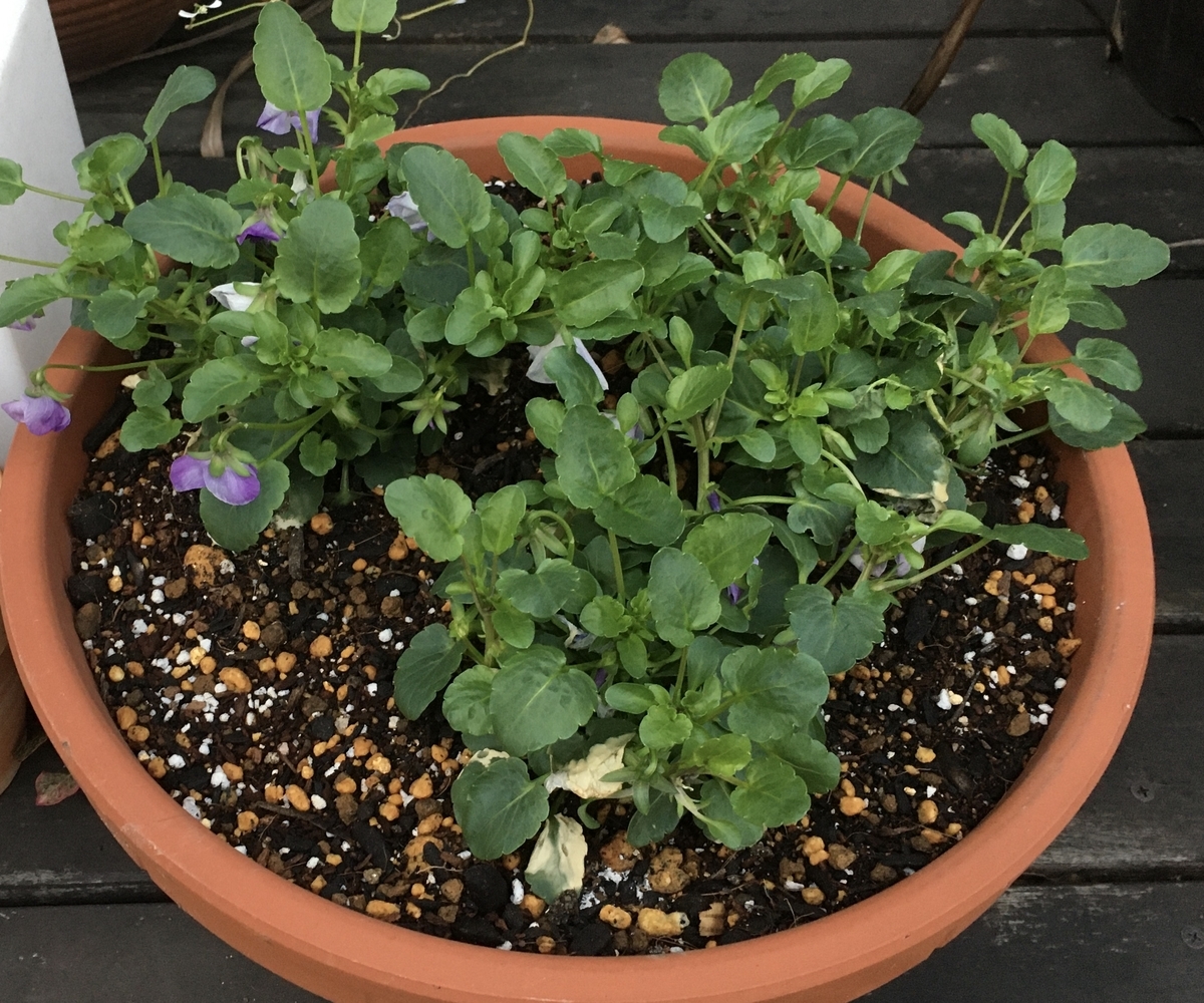 f:id:niziirokokuban:20191207163052j:plain f:id:niziirokokuban:20191207163052j:plain