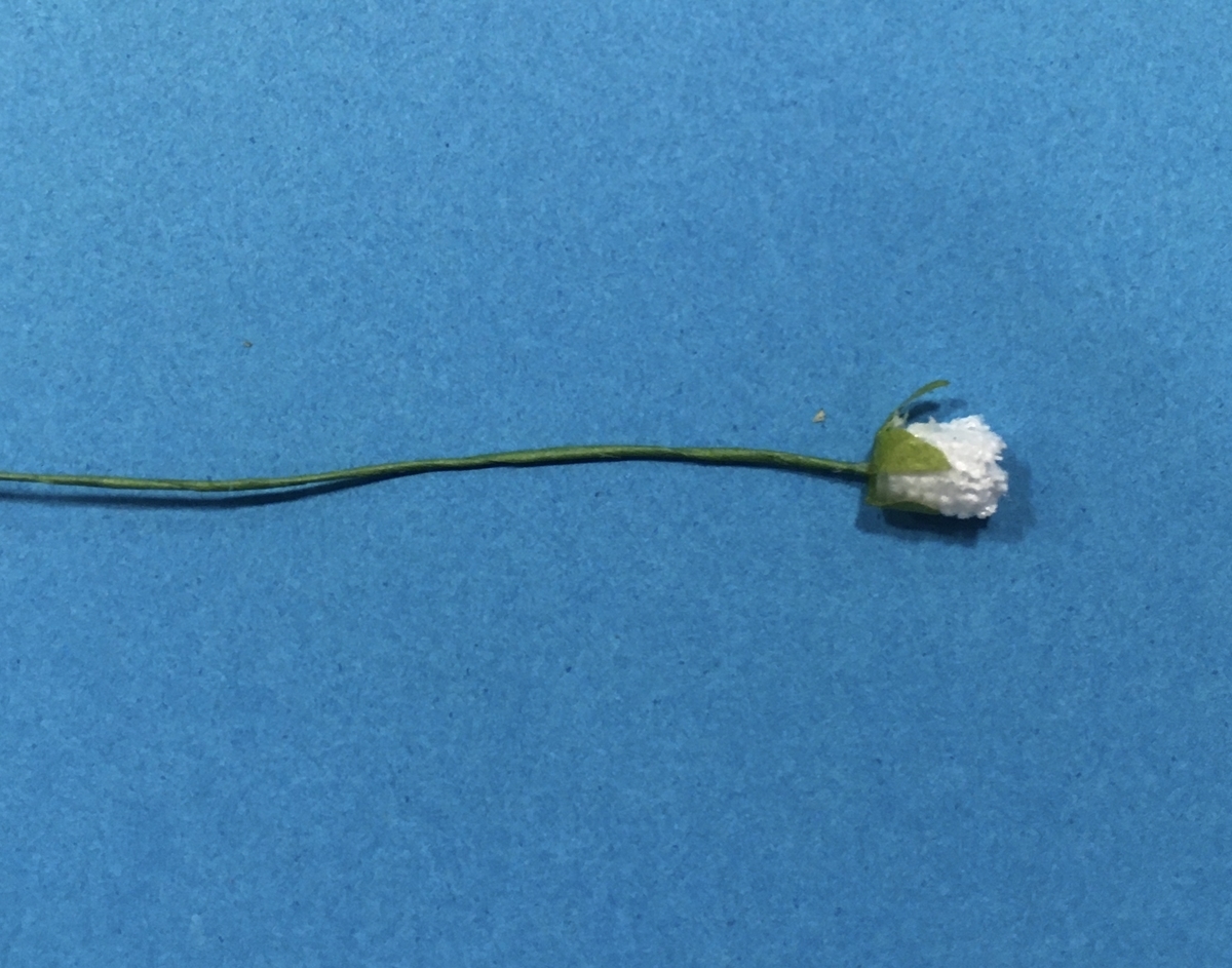 f:id:niziirokokuban:20200429222113j:plain f:id:niziirokokuban:20200429222113j:plain