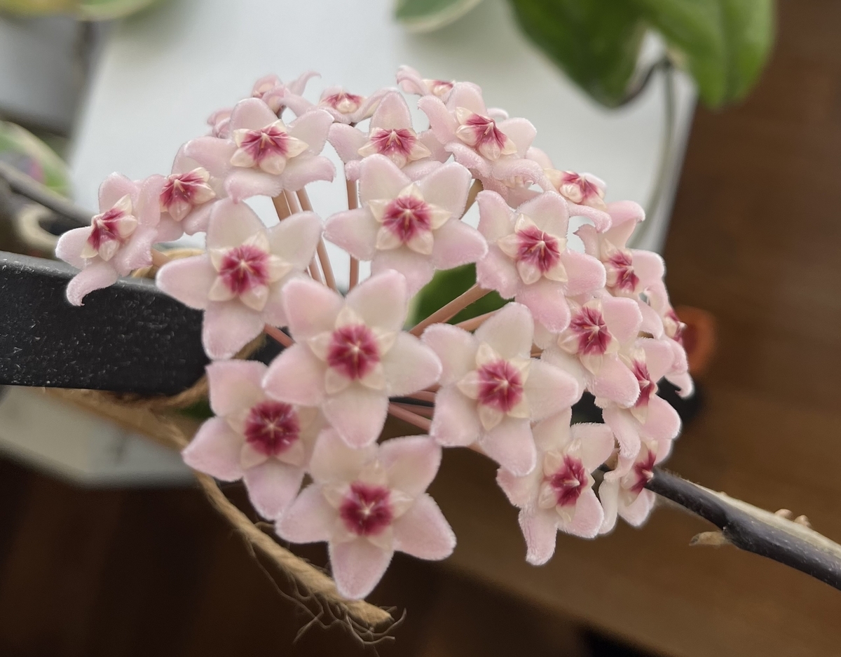 サクラランが2つ開花 - にじいろ黒板通信