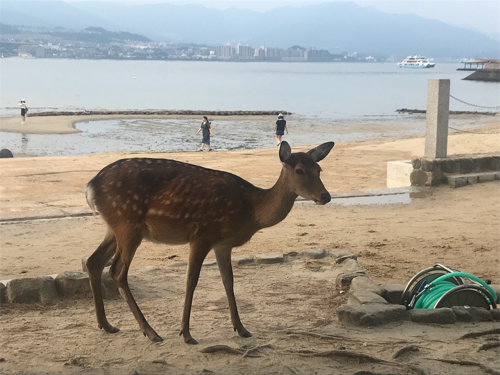 f:id:njp9mmkmt:20191004204320j:image