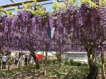 f:id:nkawai:20170502121620j:image