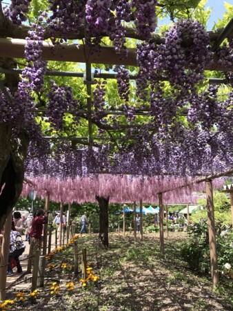 f:id:nkawai:20170502122116j:image