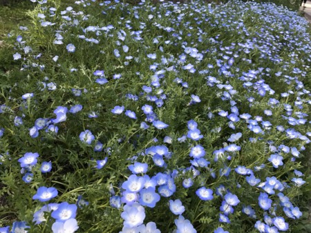 f:id:nkawai:20170502150255j:image
