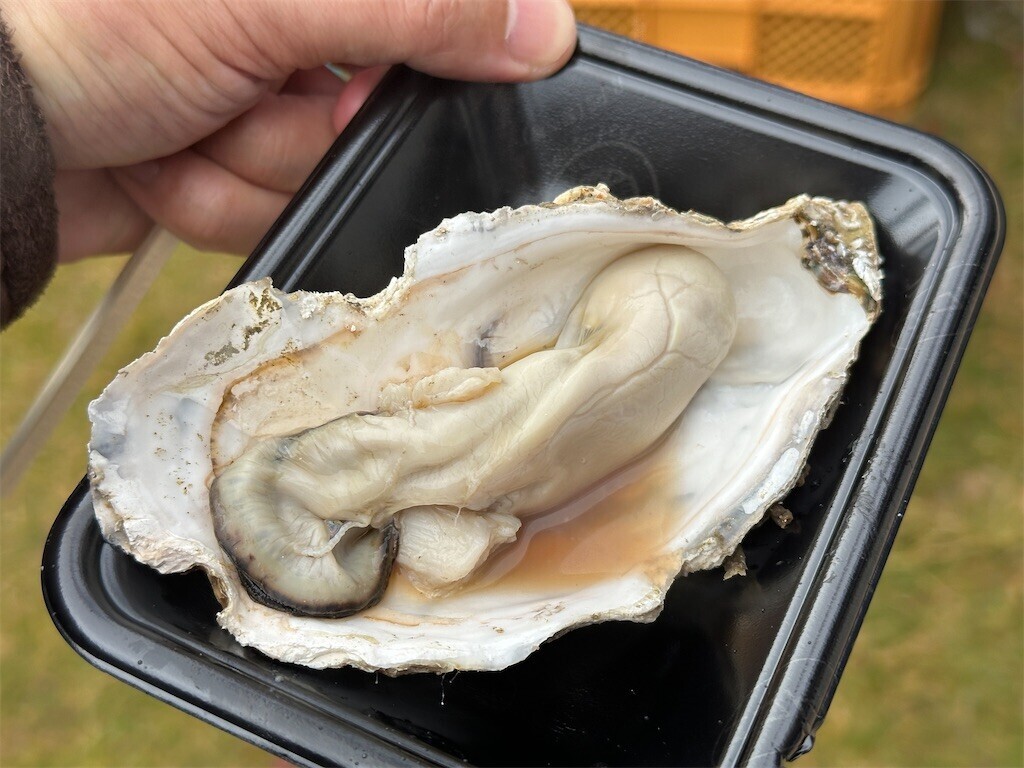 f:id:nkawai:20241119183733j:image