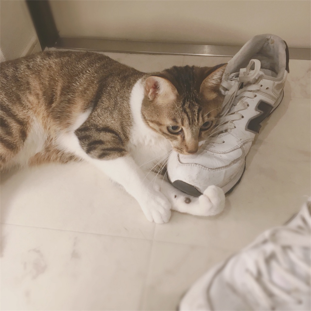 f:id:nkhoney:20180515205557j:image