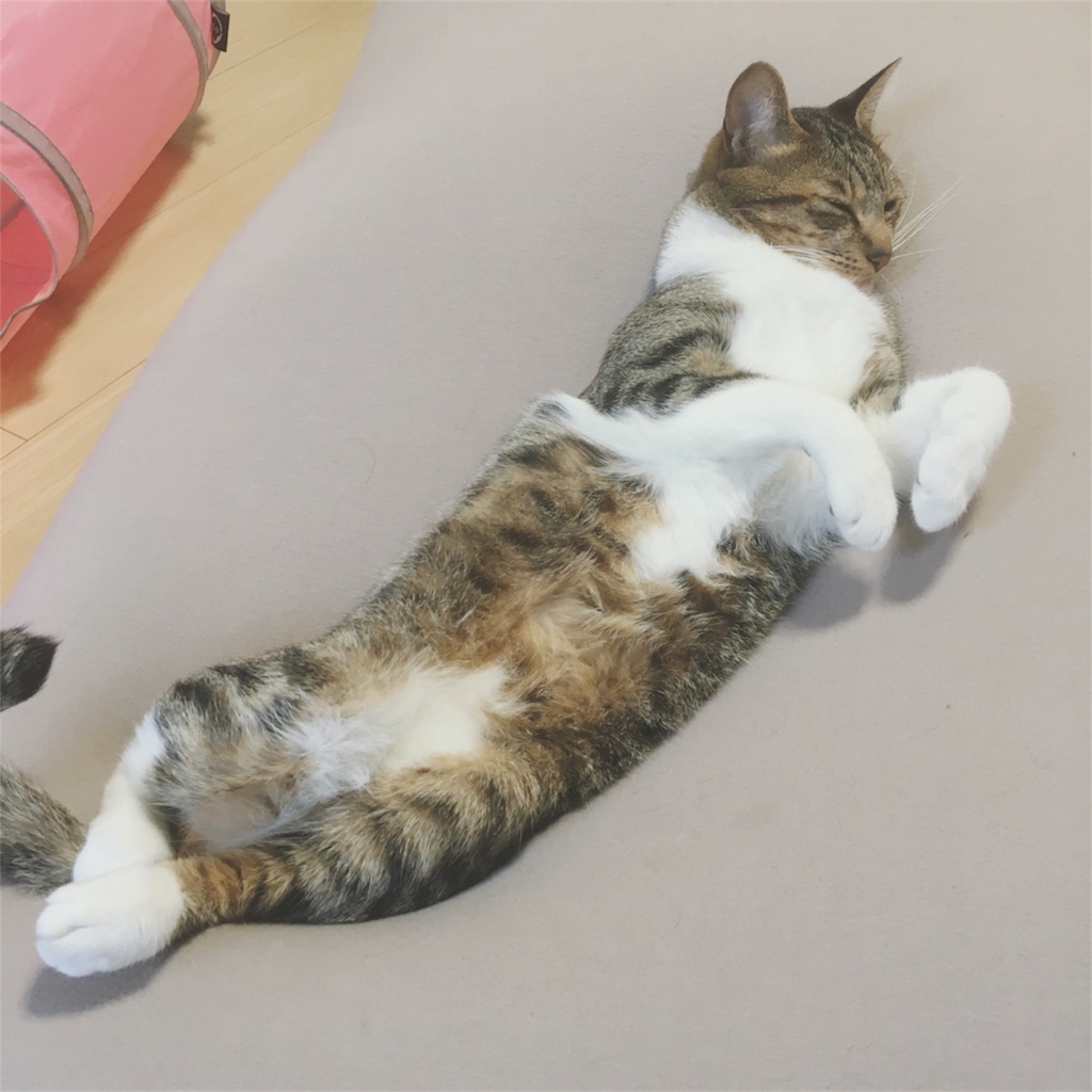 f:id:nkhoney:20180804212424j:image f:id:nkhoney:20180804212424j:image