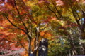 [紅葉][秋]