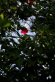 [花][春]