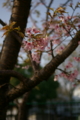 [桜][春]