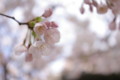 [桜][春]