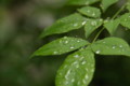 [雨上がり][緑]