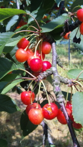 f:id:nkj_nonno:20110717101401j:image