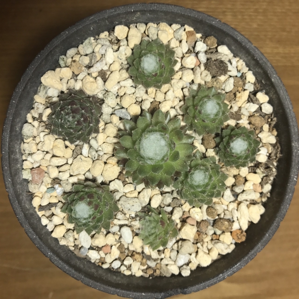 f:id:nkjm598:20180328205736j:plain