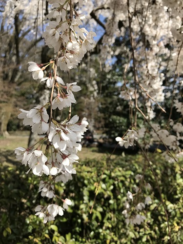 f:id:nkmk5:20180331131512j:plain