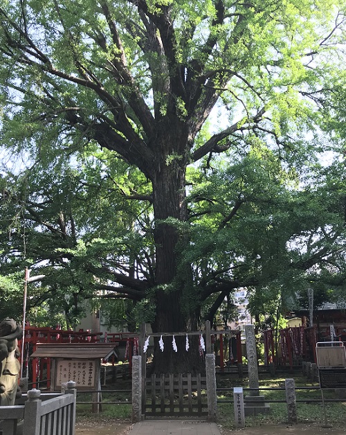 f:id:nkmk5:20180531235952j:plain