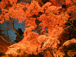 f:id:nkmr:20051129154743j:image:w150 f:id:nkmr:20051129154743j:image:w150