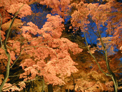 f:id:nkmr:20051129154805j:image:w150